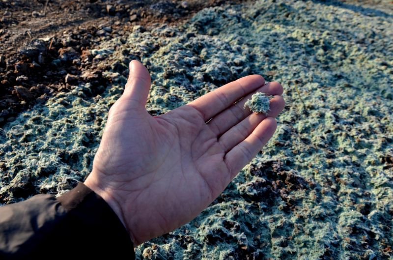 Seed Mixture Components