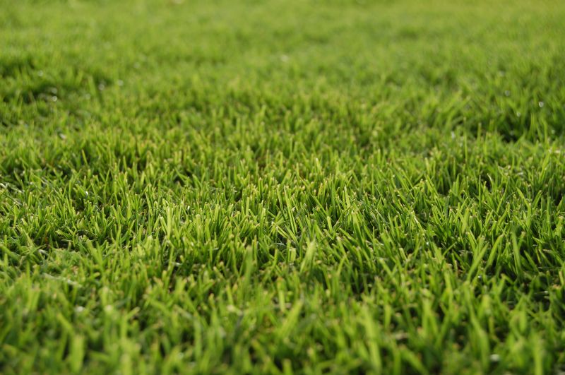 Lawn Replacement in Rockwall, TX