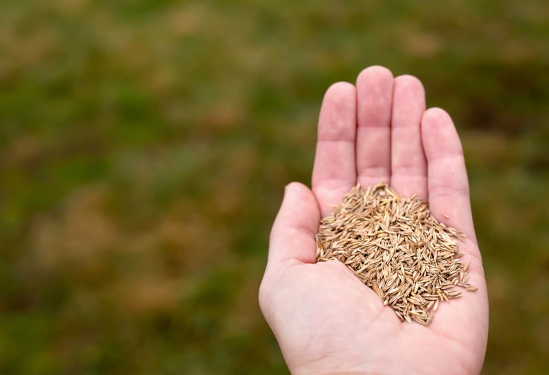 Spring Grass Seeding in Ventura County, CA