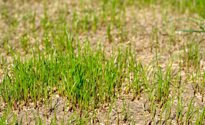 Spring Lawn Overseeding in Ventura County, CA